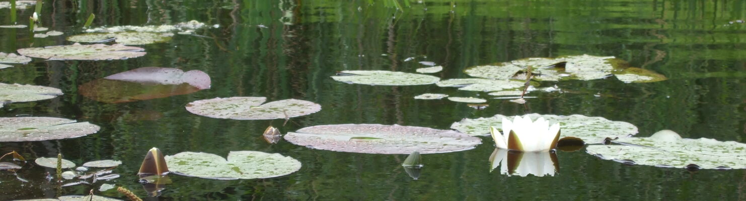 Wasserpflanzen