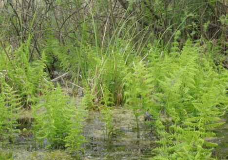 Verlandung durch Sumpffarn