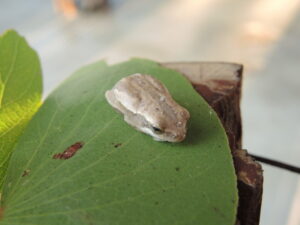 Minifrosch